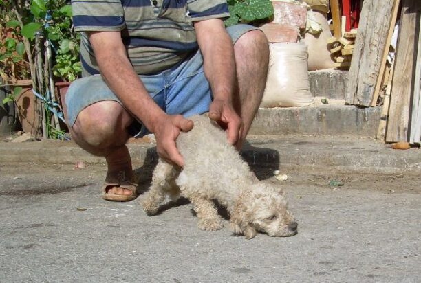 Χίος: Σκύλος προσπάθησε να σώσει το τετράποδο αδερφάκι του που έφαγε φόλα